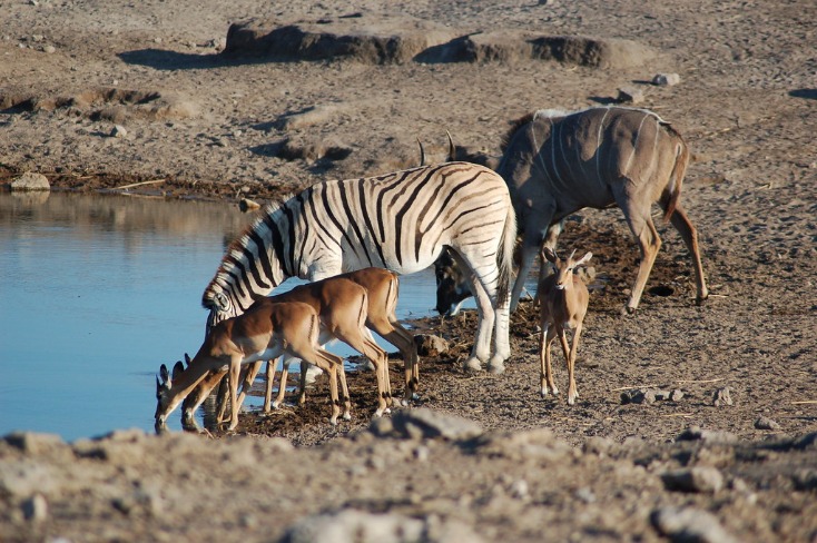 Discover the Wonders of Etosha Park in Namibia: A Premier Safari Destination