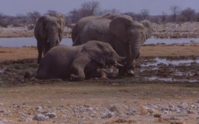 Experience the Wild at Etosha Safari Camp Namibia: An Unforgettable Adventure