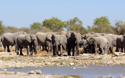 Discover the Ultimate Wildlife Experience at Etosha Safari Lodge in Namibia