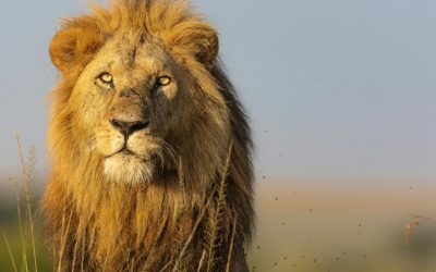 Remarkable Fact About Kenya: The Great Migration Is One of the World’s Most Spectacular Wildlife Events