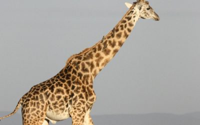 Kenya: Fascinating Facts About a Vibrant East African Nation