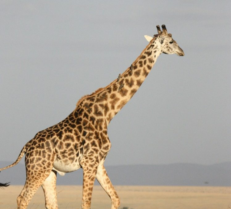 Kenya: Fascinating Facts About a Vibrant East African Nation