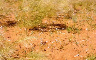 The Mysteries of the Fairy Circles in Namibia Revealed