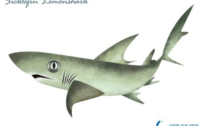 Exploring the Rich Marine Life and Fisheries of Seychelles