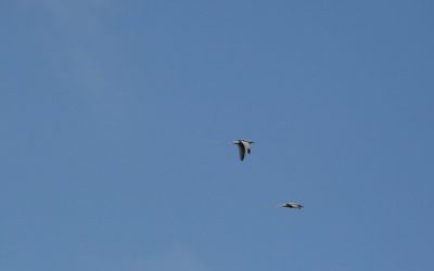 Affordable Flights to Mahe Seychelles: Your Gateway to Paradise