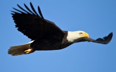 Affordable Flights from the US to Seychelles: Your Ultimate Travel Guide