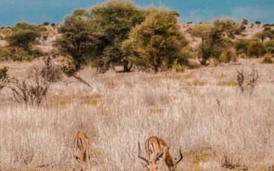 Affordable Flights to Dar Es Salaam, Tanzania Now Available for Travelers