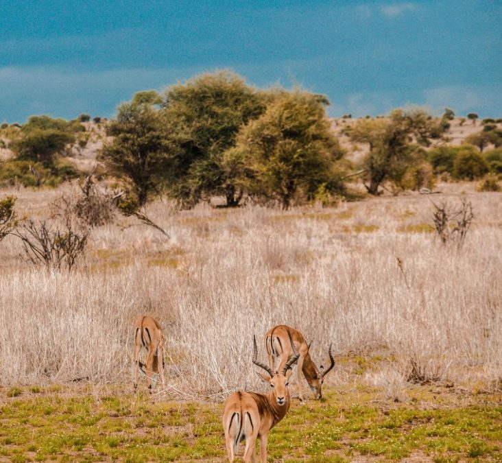 Affordable Flights to Dar Es Salaam, Tanzania Now Available for Travelers