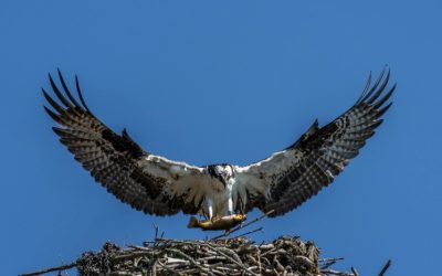 Experience the Ultimate Fly Fishing Adventure in Seychelles