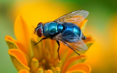 Discover the Ultimate Paradise: Fly to Mauritius for a Dream Vacation