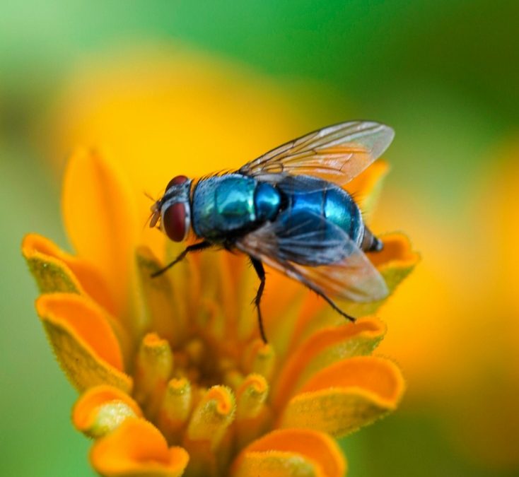 Discover the Ultimate Paradise: Fly to Mauritius for a Dream Vacation