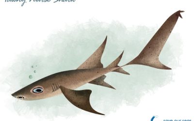 Discover the Unique Flavors of Seychelles Cuisine