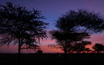 Experience Luxury and Adventure with Four Seasons Safari Tanzania