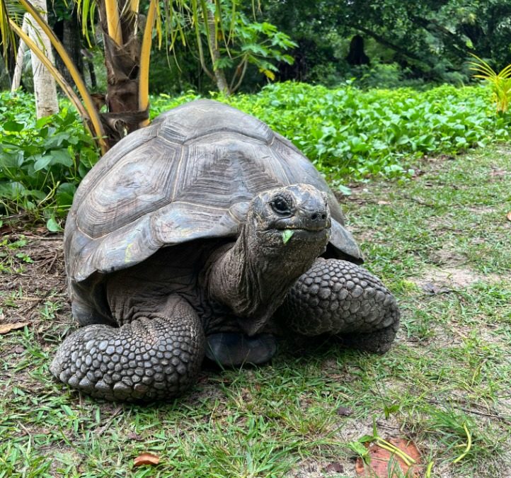 Giant Tortoises in Seychelles: Guardians of the Island’s Unique Ecosystem