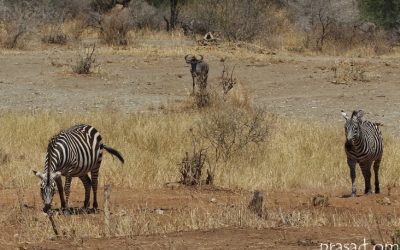 Discover the Natural Beauty and Cultural Heritage of Gibbs Farm in Tanzania
