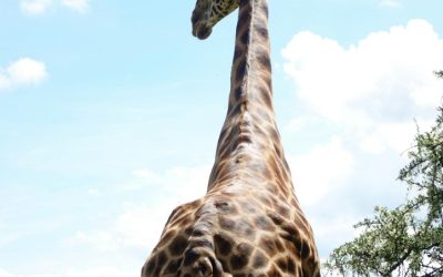 Affordable Luxury: Giraffe Hotel Kenya Cost and Booking Tips