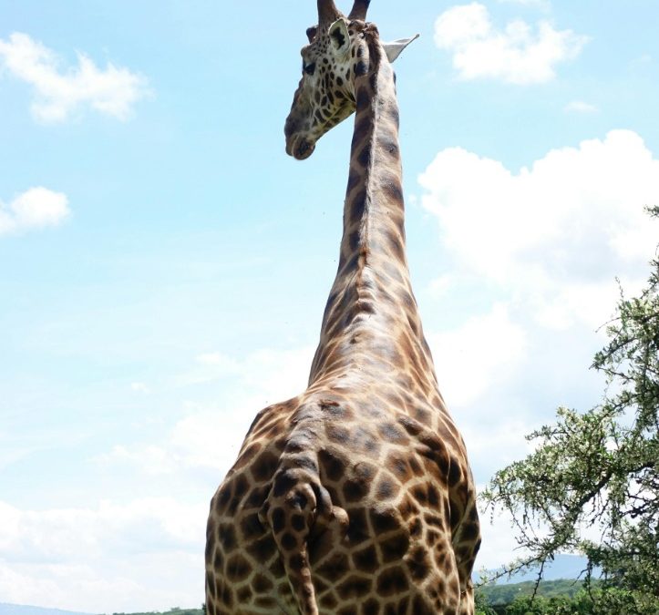 Affordable Luxury: Giraffe Hotel Kenya Cost and Booking Tips