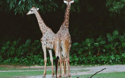 Experience luxury and wildlife at the Giraffe Hotel in Nairobi, Kenya