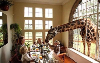 Experience luxury and wildlife at Giraffe Manor Hotel in Kenya