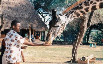 Discover the Royal Charm of Giraffe Manor in Kenya’s Wild Heart