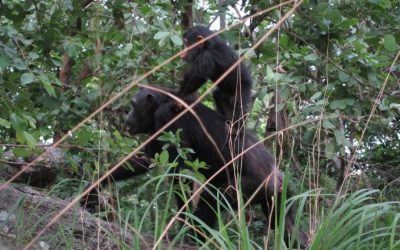 Gombe National Park: Tanzania’s Iconic Wildlife Sanctuary of Jane Goodall Fame
