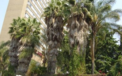 Top Hotels to Stay at in Harare, Zimbabwe for a Memorable Experience