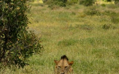 Hemingway’s Hotel Kenya: A Luxurious Escape Inspired by the Legends