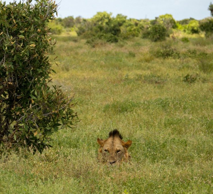 Hemingway’s Hotel Kenya: A Luxurious Escape Inspired by the Legends