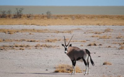 Discover the Beauty and Charm of Henties Bay in Namibia