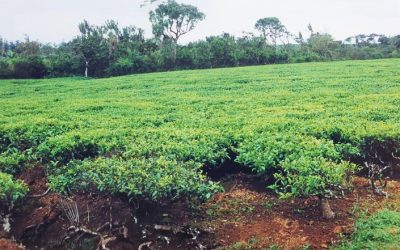 Discover the Rich Cultural Heritage of Awali, Mauritius