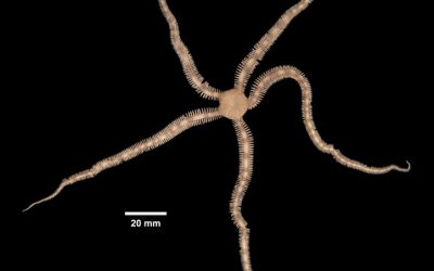 A Comprehensive Overview of the History of the Seychelles