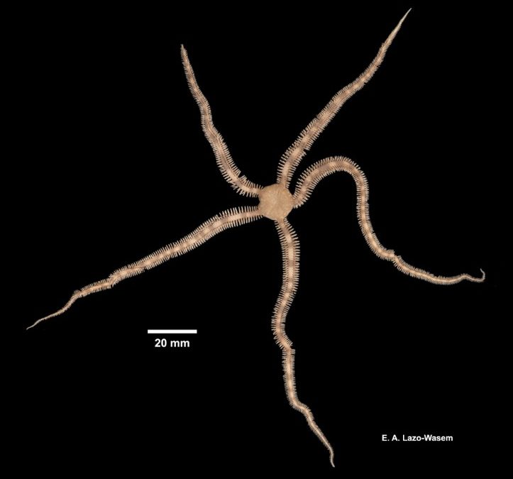 A Comprehensive Overview of the History of the Seychelles