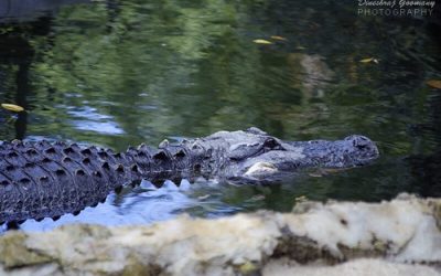 Discover the Ultimate Holiday Experience in Mauritius this Season