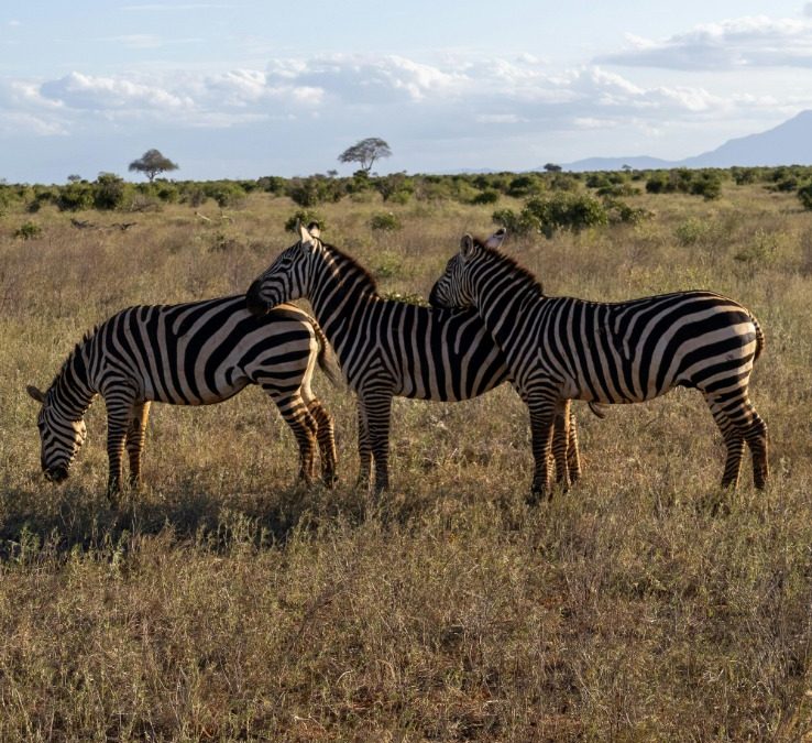 Discover Unforgettable Luxury at the Best Hotels in Kenya