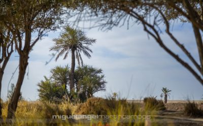 Experience Luxury and Elegance at La Mamounia Hotel in Marrakech, Morocco