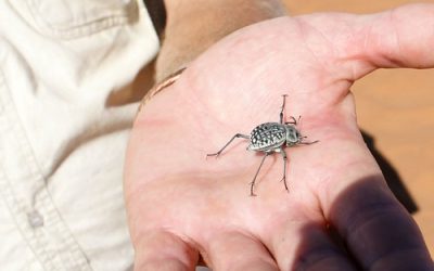 Experience Luxury and Adventure at Sossusvlei Lodge Namibia Hotel