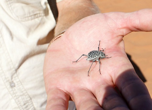 Experience Luxury and Adventure at Sossusvlei Lodge Namibia Hotel