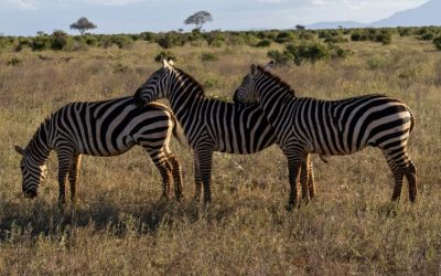 Discover the Best Hotels in Kisumu, Kenya for Your Perfect Stay