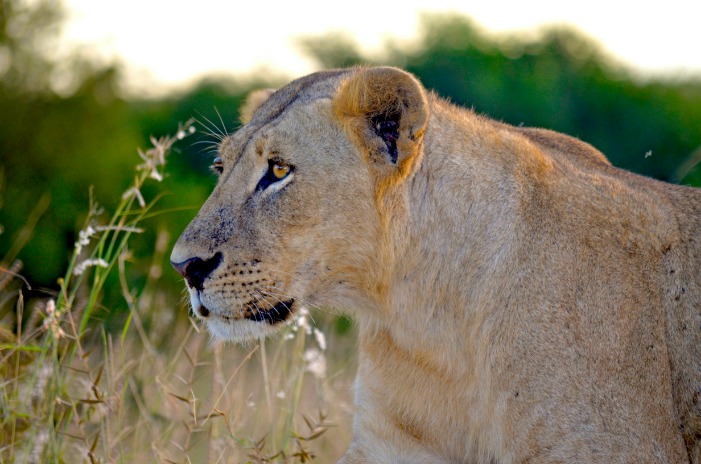 how_big_is_nairobi_kenya_(35).jpeg