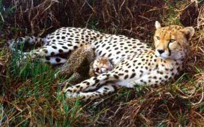 Exploring the thrill of hunting adventures in Namibia’s vast wilderness