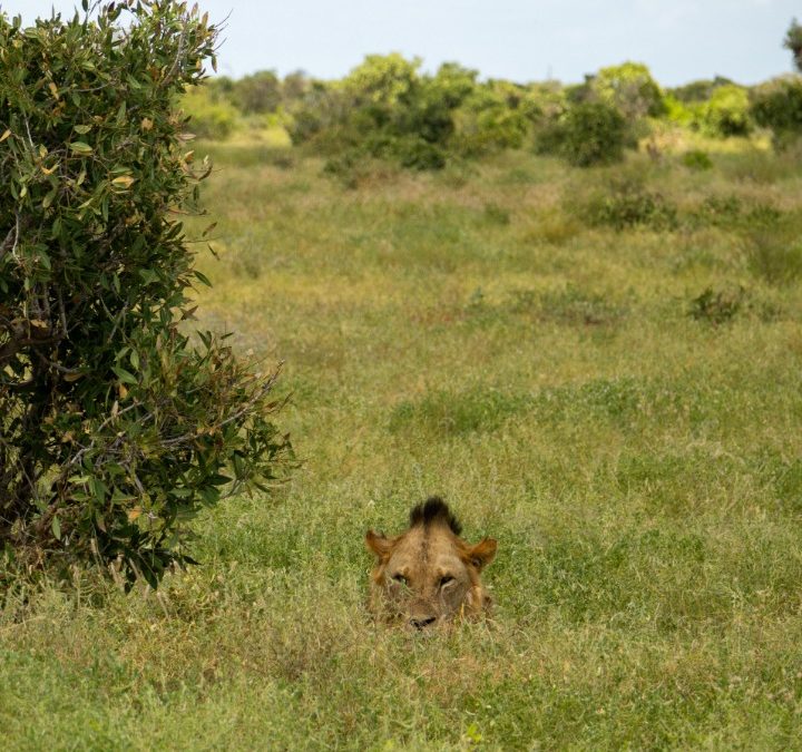 Is It Safe to Travel to Kenya? A Comprehensive Guide for Visitors