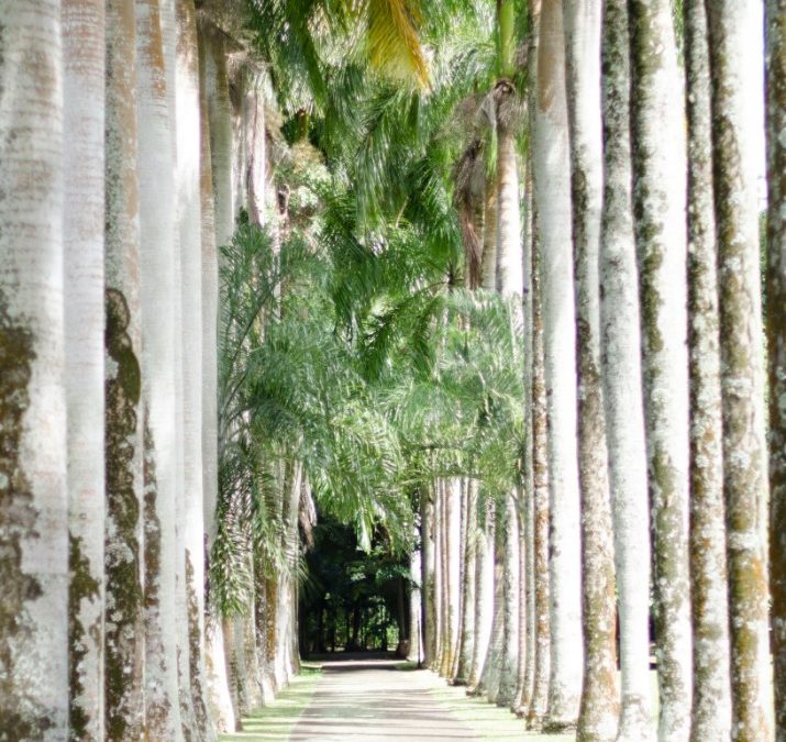Discover the breathtaking beauty and vibrant culture of Mauritius Island