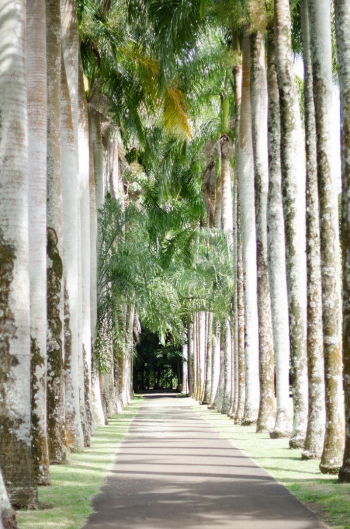 island_of_mauritius_(35).jpeg