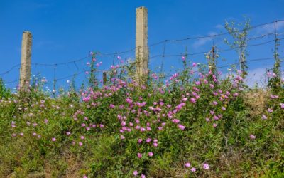Jewish Heritage and Culture Flourish in Modern Morocco