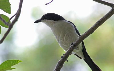 Exploring the Untouched Beauty and Unique Culture of Kavango Region in Namibia