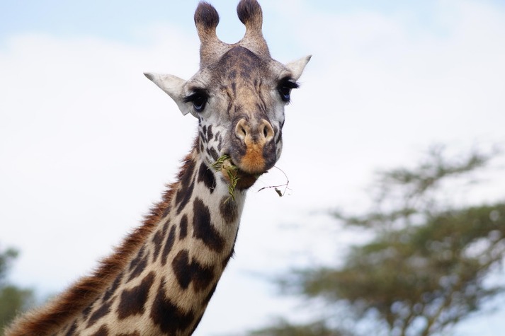kenya_africa_giraffe_hotel_(23).jpeg