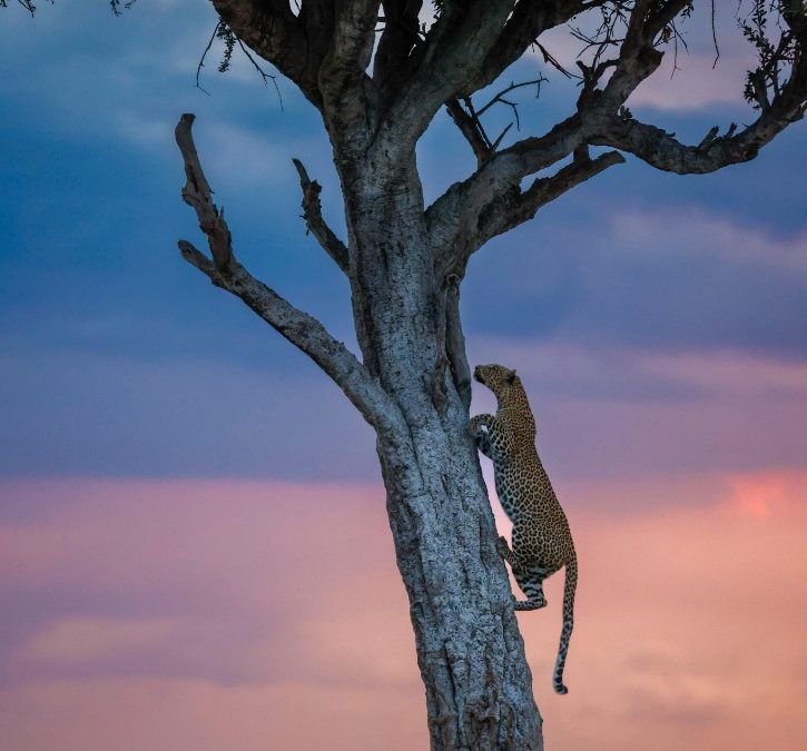 Experience the Ultimate Adventure: Exploring Kenya’s Majestic Safari Landscapes