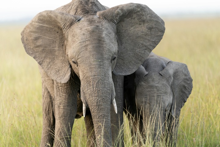 Discover the Unique and Diverse Wildlife of Kenya’s Animals