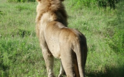 Kenya at the Olympics: Schedule and Results Overview