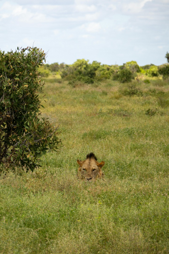 kenya_bell_(42).jpeg